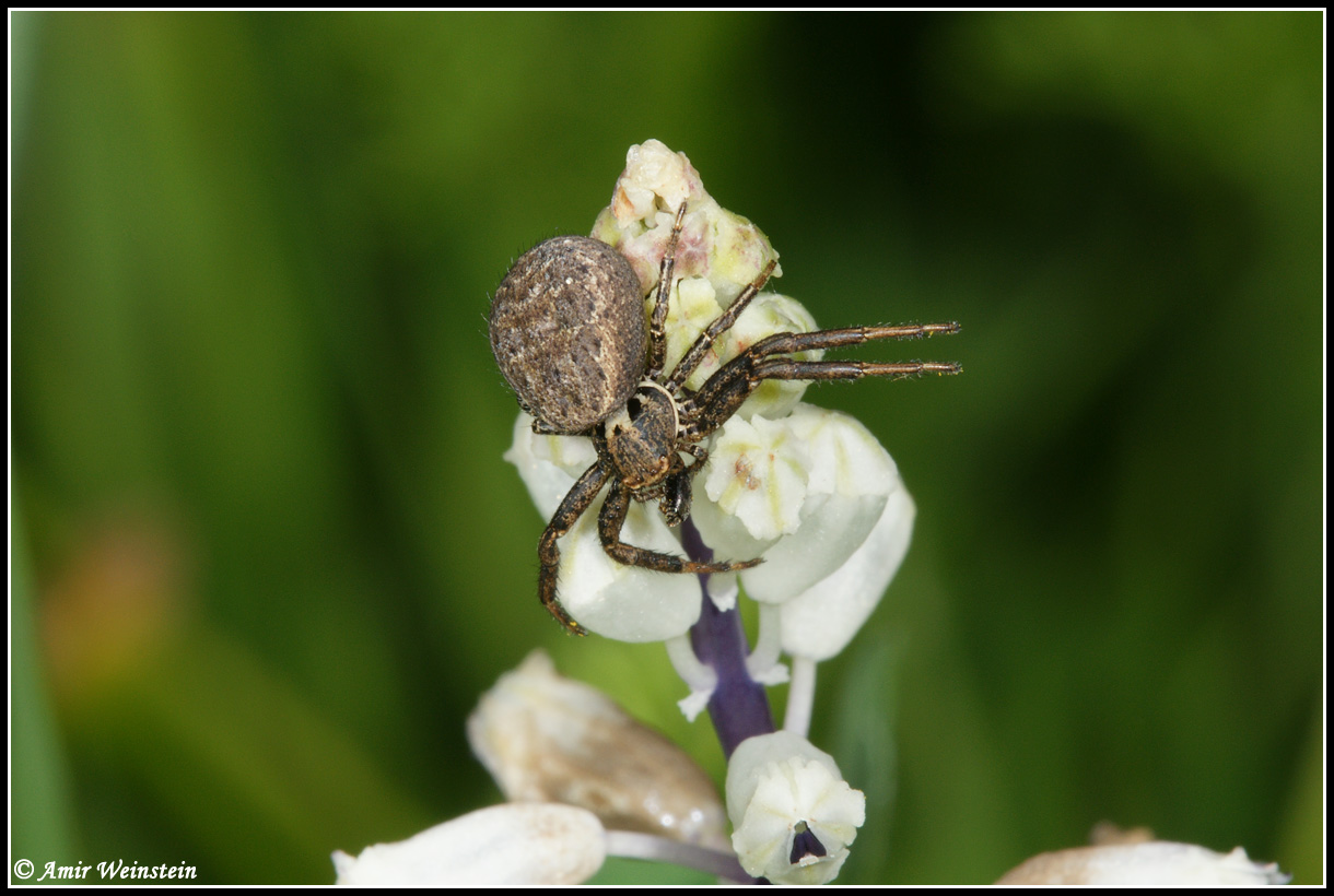 Araneae d''Israele